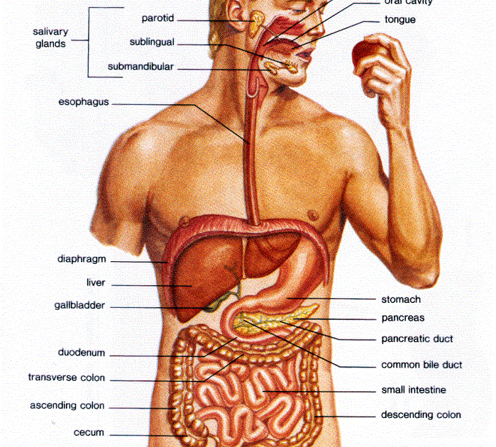 human body parts and functions in tamil pdf free