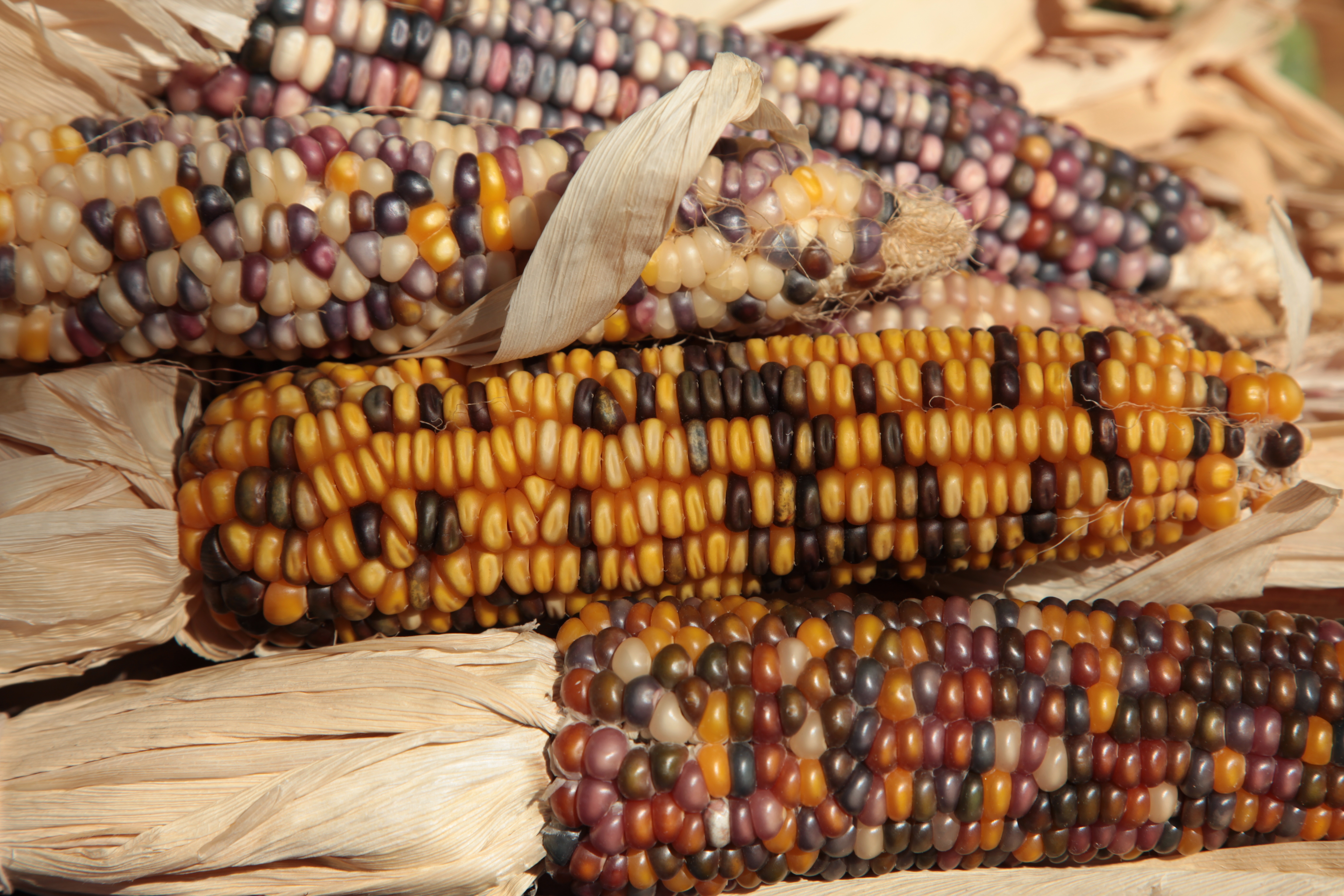 8 Things You Didn't Know About Heirloom Corn Food Republic