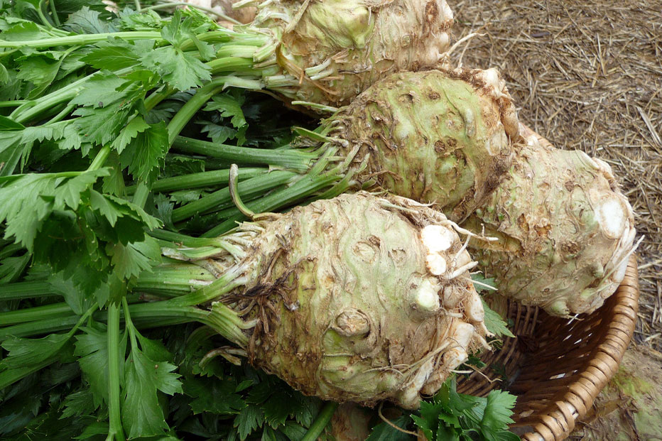 What's In Season In December Sunchokes, Kumquats, Quince And Celery