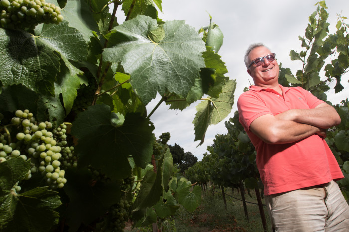 Winemaker Abe Schoener of The Scholium Project inspects one of the vineyards where he gets his wines in Napa, Calif. on July 10, 2015