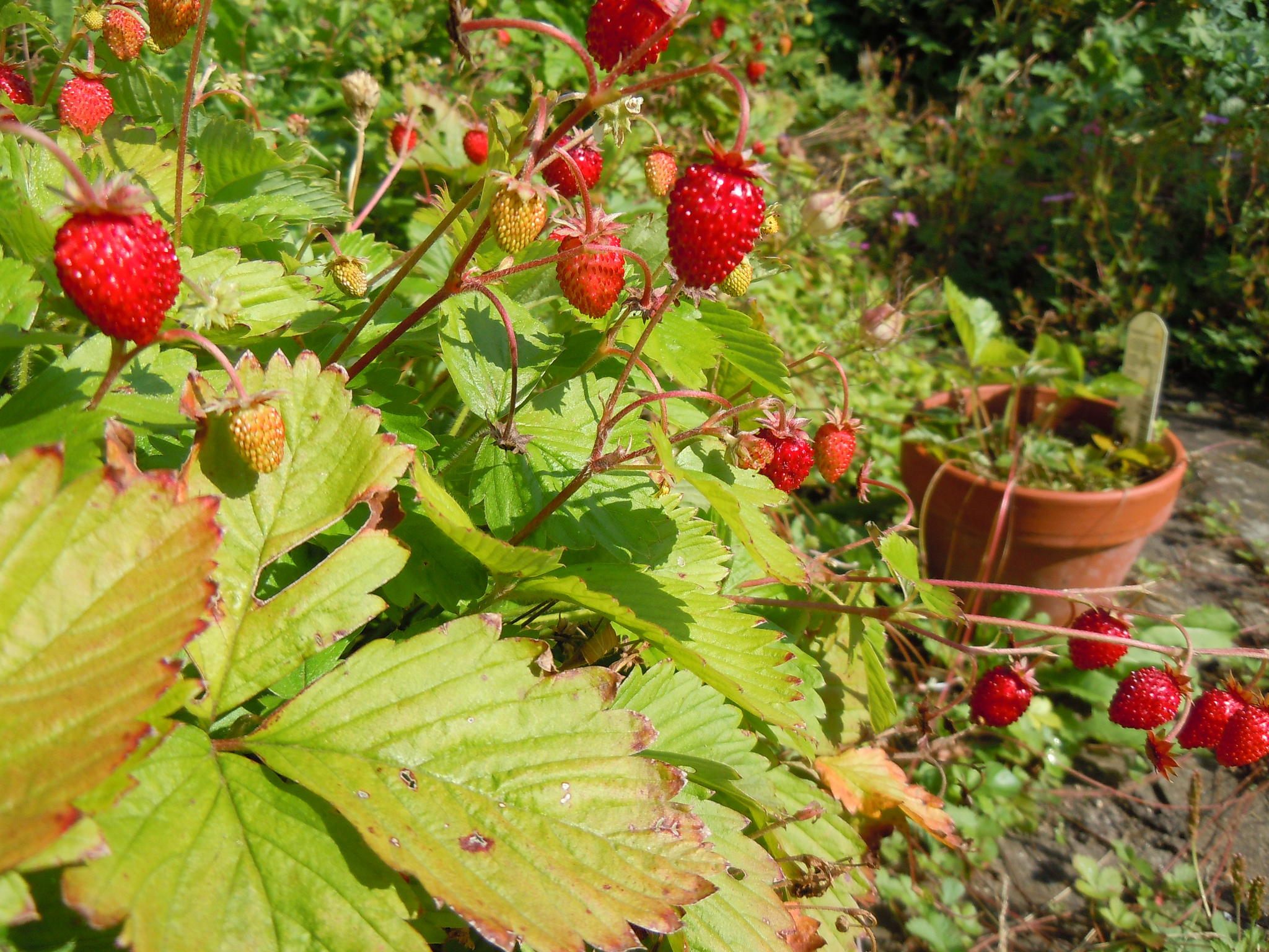 In Season In Early July Lovage, Wild Strawberries, Trombonecino (A