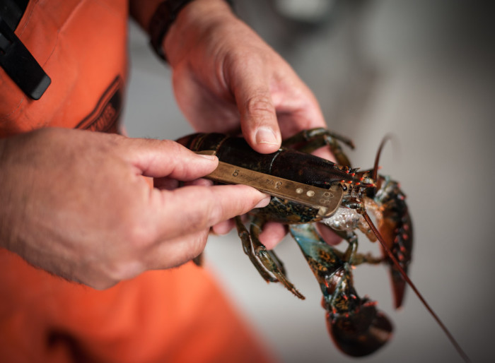 lobster_measure