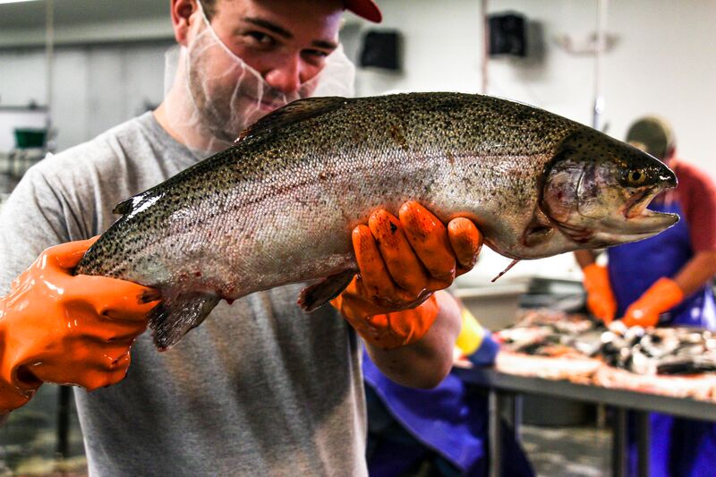 North Carolina's Sunburst Trout Does FarmRaised Fish The Right Way