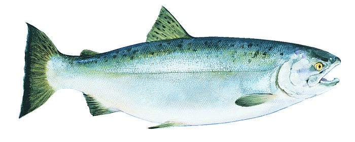 coho-alaska-salmon