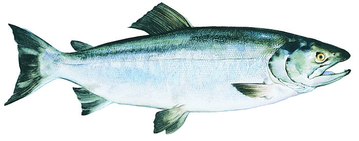 keta-alaska-salmon