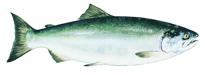sockeye-alaska-salmon