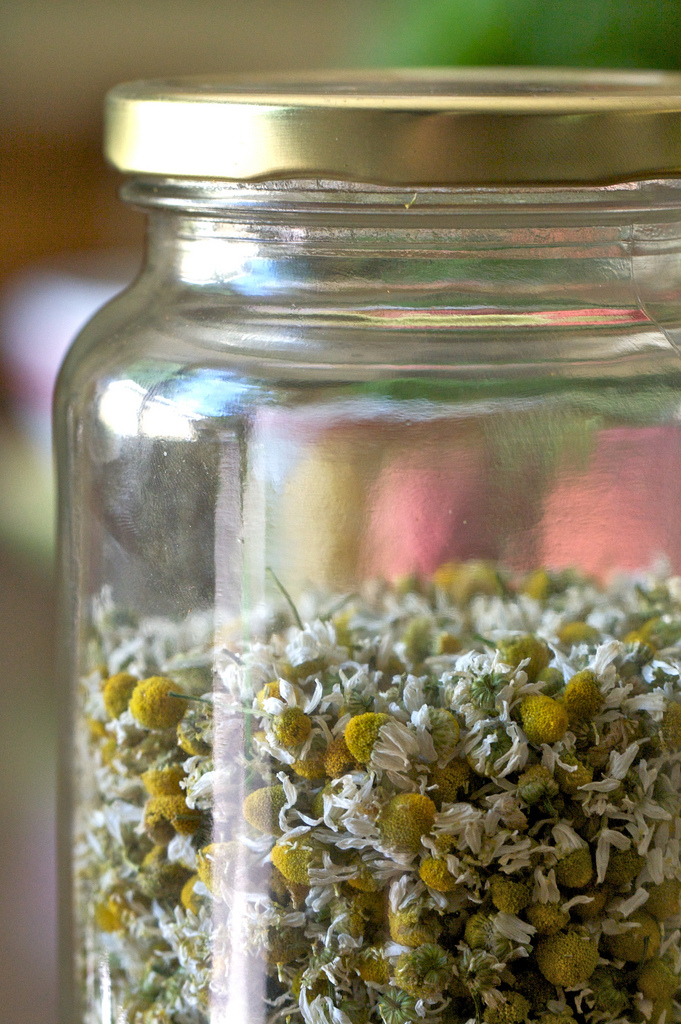 Chamomile by Susy Morris via flickr