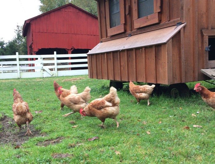 Chickens roam free at Handsome Brook Farm.