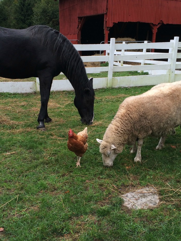 No Animal Farm-esque politics on this pasture.