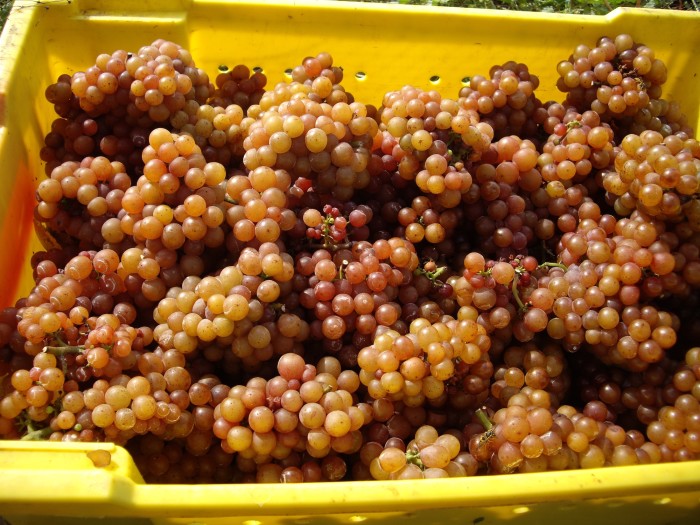 gewurz