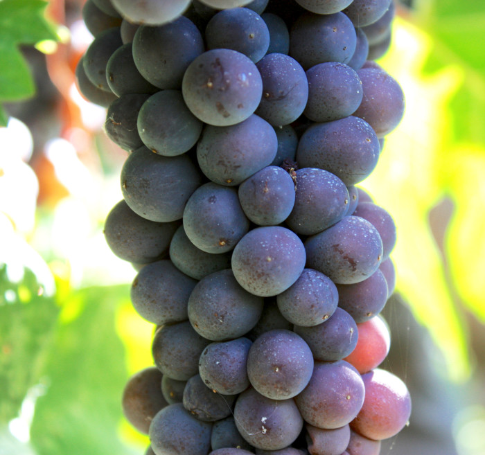 pinotnoir