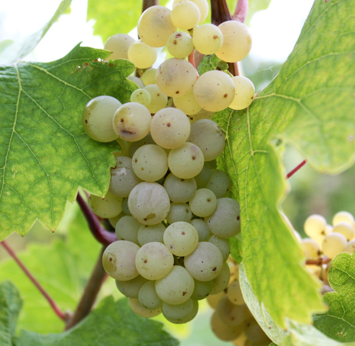 riesling