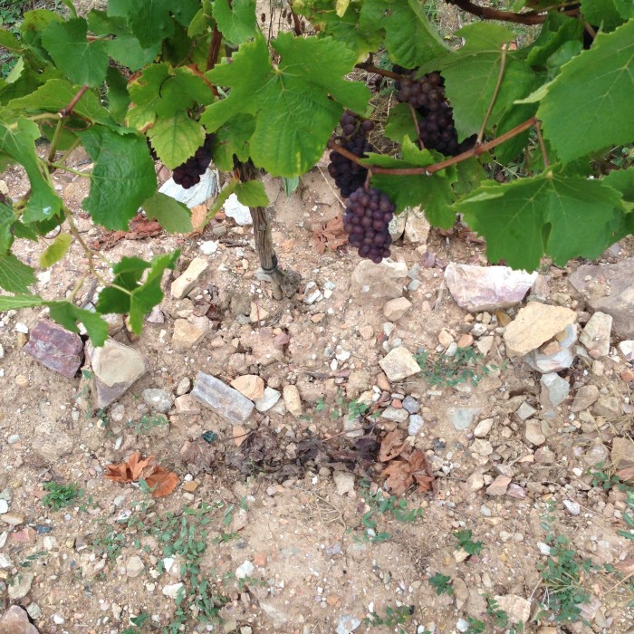 Terroir-1