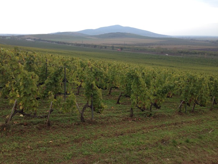 Terroir-2