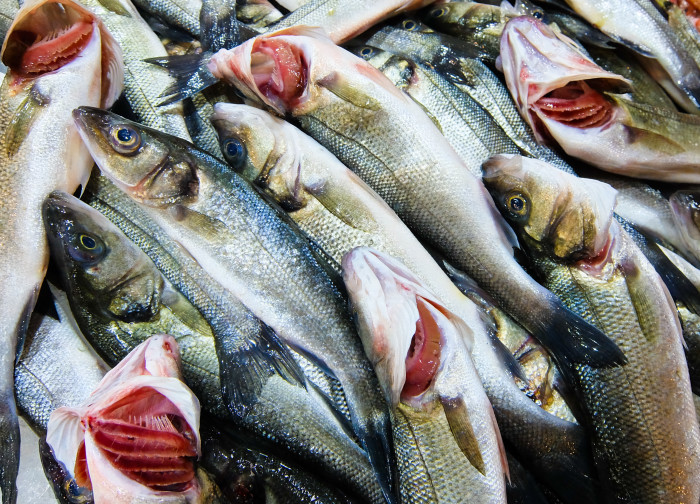 Fish showing gills