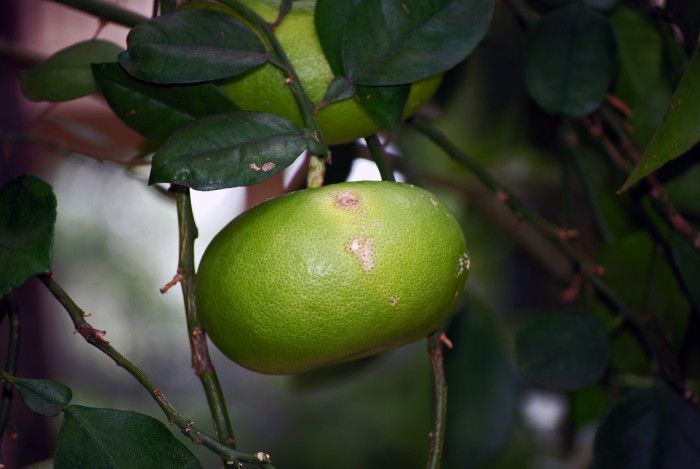 Citrus 'Oroblanco' (Hybrid Grapefruit)