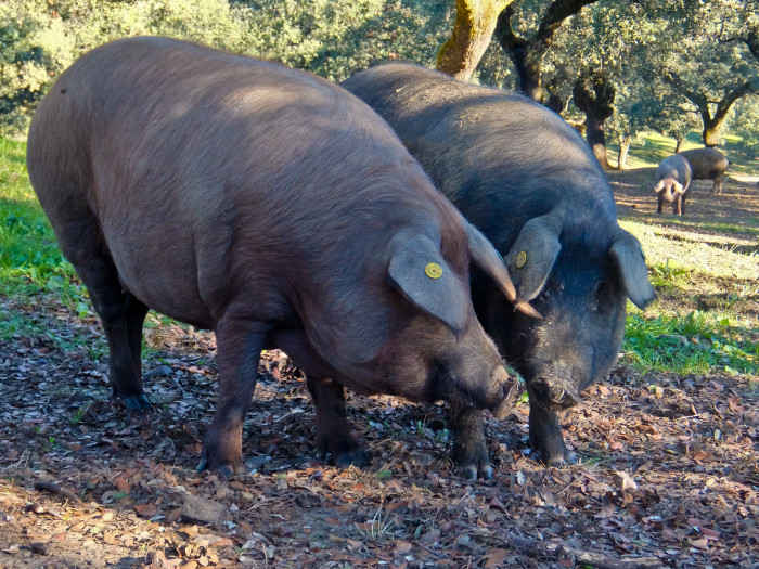 Two Iberico Pigs