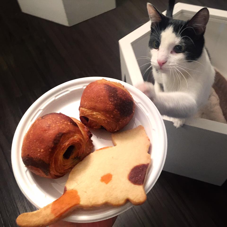 Inside NYC's Most Finicky Cat Cafés Food Republic