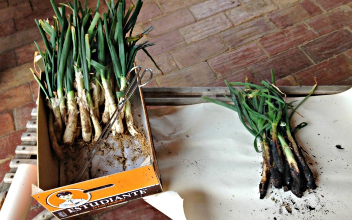 Calcots2