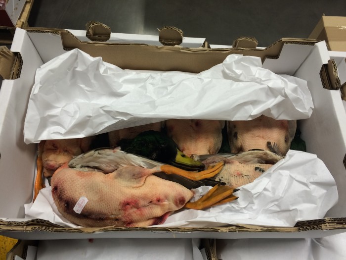In France, wild mallard ducks are for eating, not just show. (Photo credit: Katie Chang)