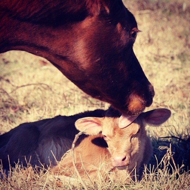 Cruze cowlick