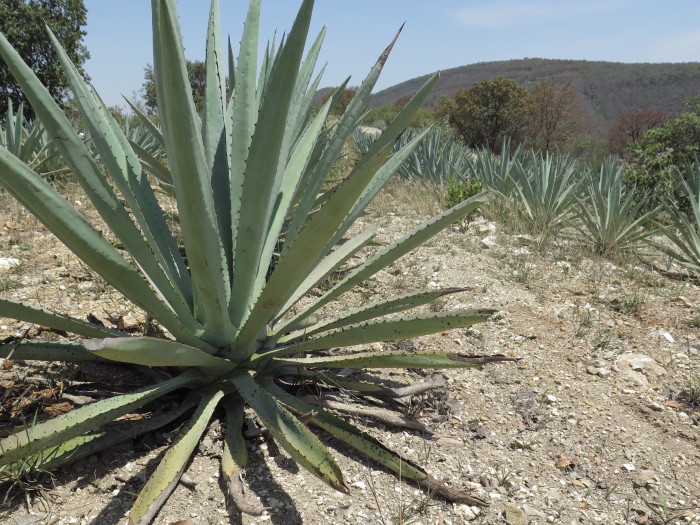 Espadin agave_Matatlan_Rsigner