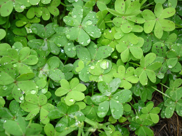 Wild sorrel by Rahel Jaskow
