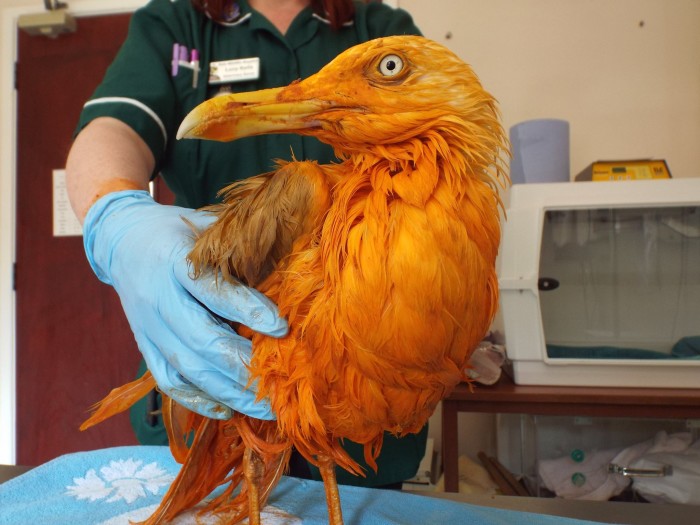 We've all had orange-tinged fingers after eating curry. This bird took it to a whole other level. (Photo: Vale Wildlife Hospital/Facebook.)