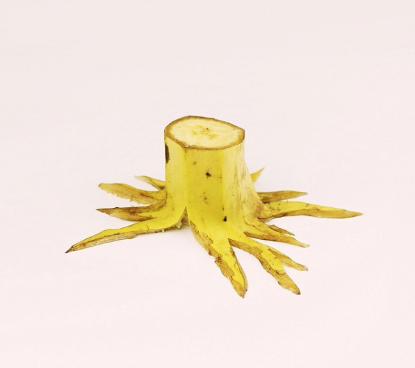 Banana tree stump