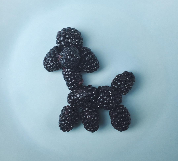 poodle
