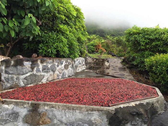 Coffee beans drying on Sao Jorge Azores Jenny Miller