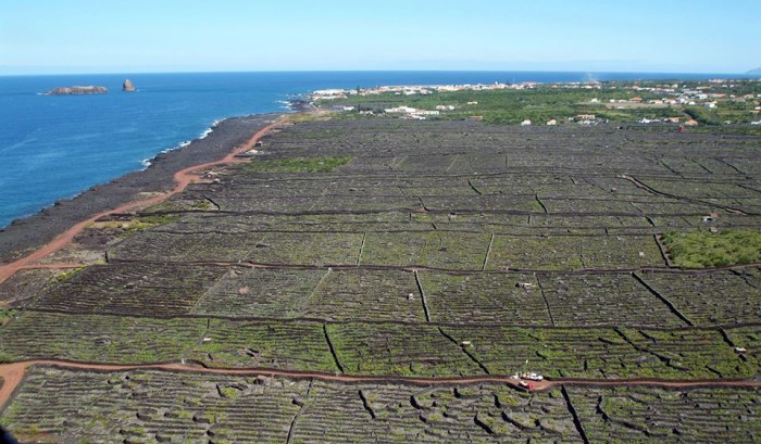 Pico wine production