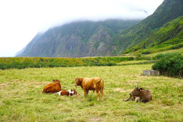 happy cows Azores Jenny Miller