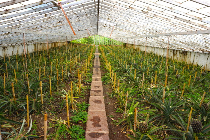 pineapple plantation azores_Jenny Miller