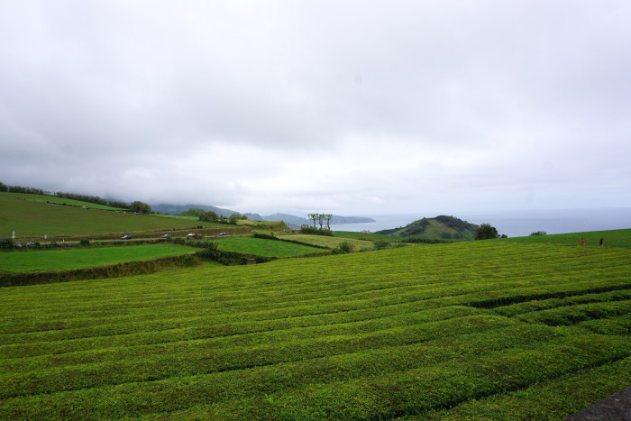 tea plantation azores_jenny Miller