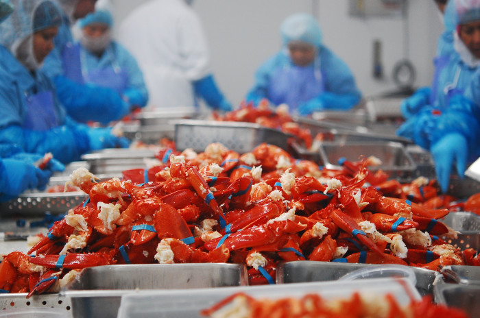 lobsterpicking