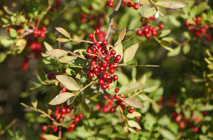 what is mastic?