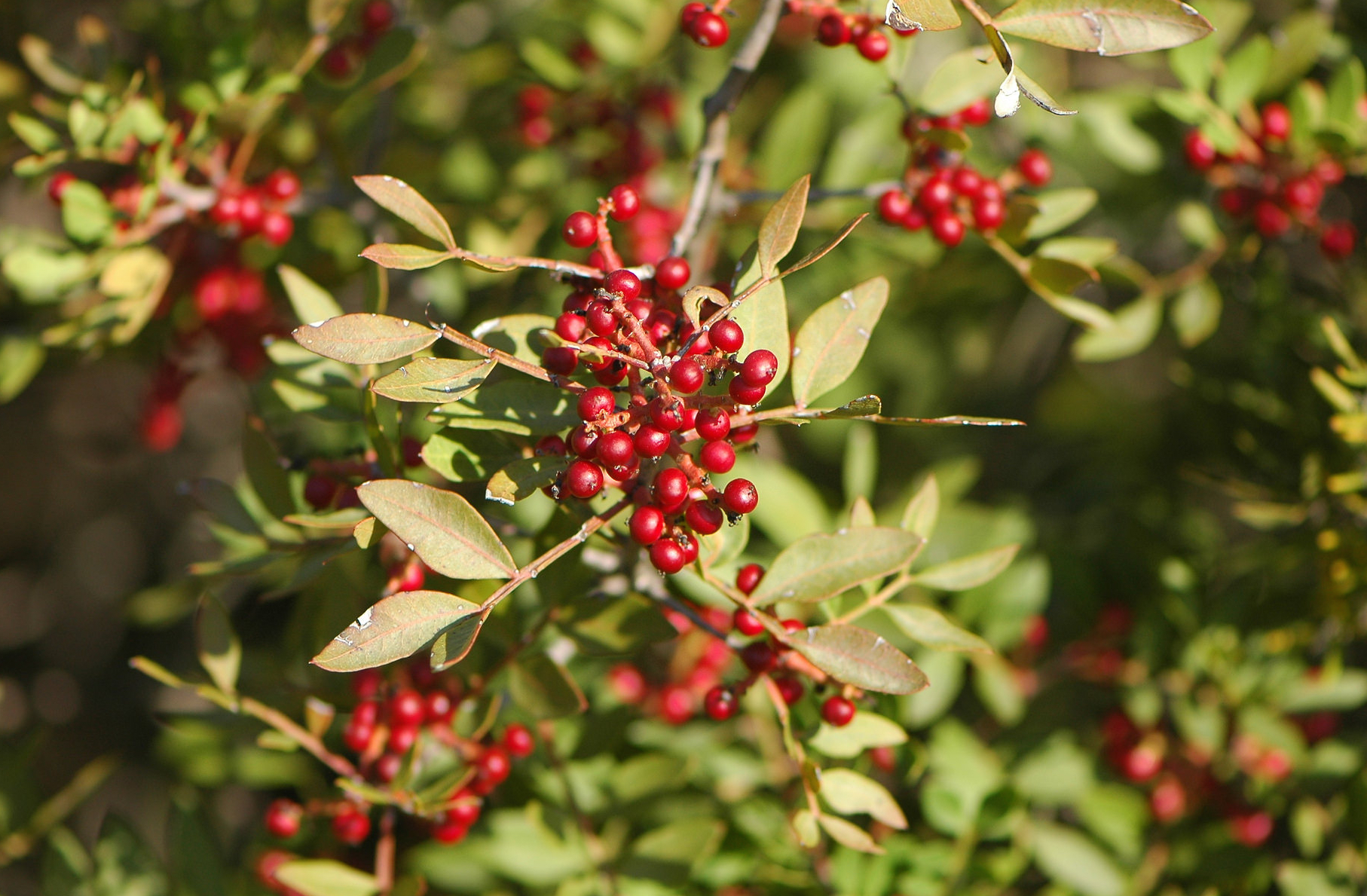 What Is Mastic Food Republic what-is-mastic-food-republic