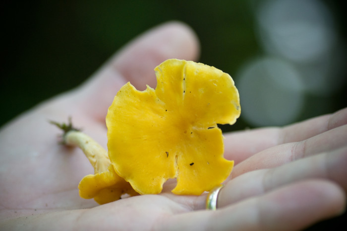 Yellow Foot Chanterelle by Andy Ciordia