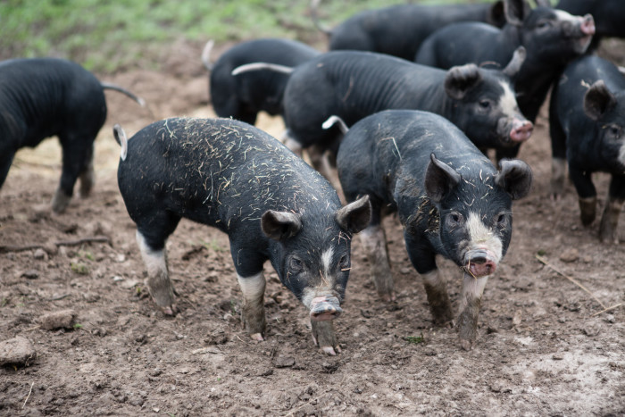 PIgs at Yarra Valley Piggery. (Photo courtesy of Yarra Valley Piggery.)