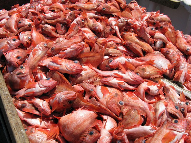 Catch_of_Acadian_redfish