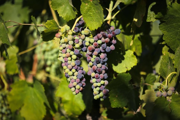 ONX Vineyard specialize in Bourdeaux and Rhone style blends. (Photo: ONX Wines/Facebook.)