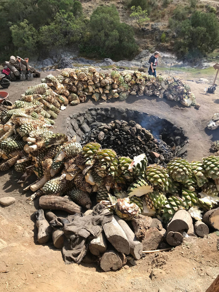 agave2