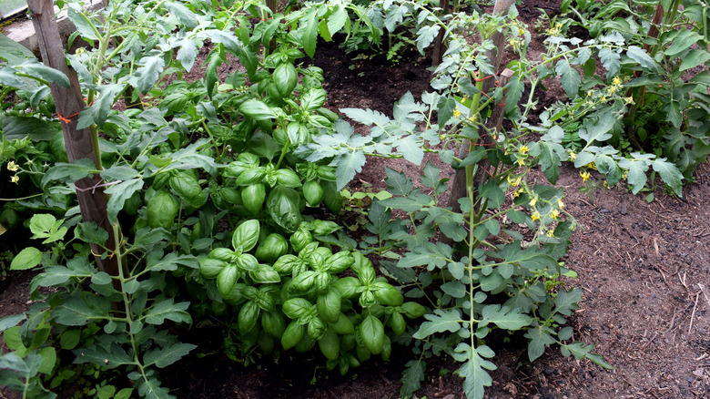 tomato and basil plants growing in the same soil