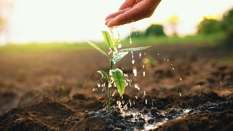 hand watering a plant in soil