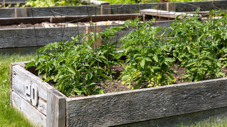tomato plants in cages in garden box