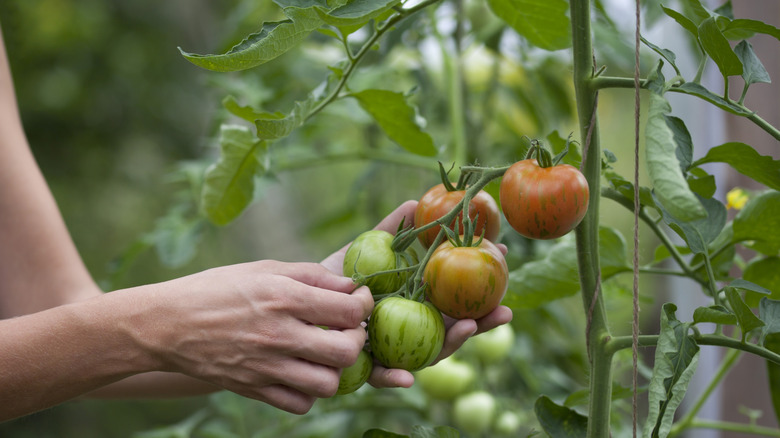 checking tomatoes to see if they are ready to pick