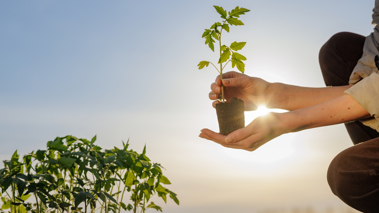 person planting tomato seedlings in the sun