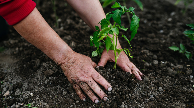 hands planting a tomato seedling in black soil