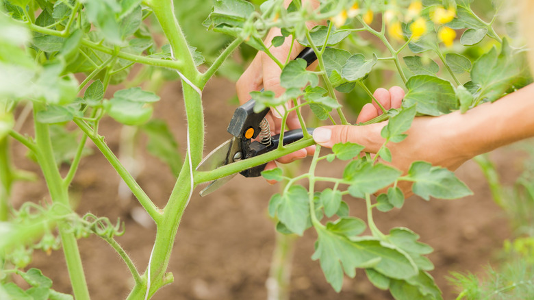 hands with shears pruning a tomato plant